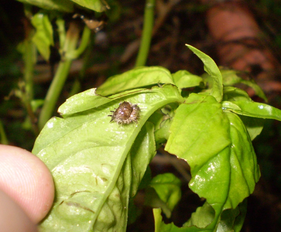 Ichneumonidae (Anomaloninae) ed exuvia (muta) di lepidottero